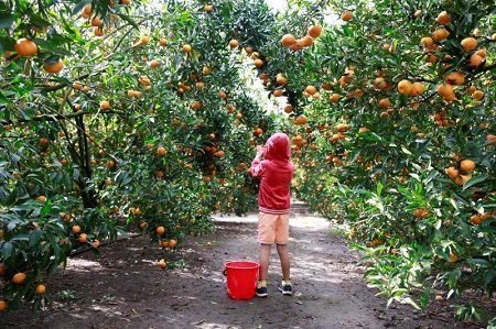 Queensland farmers faces a chronic shortage of fruit picking workers